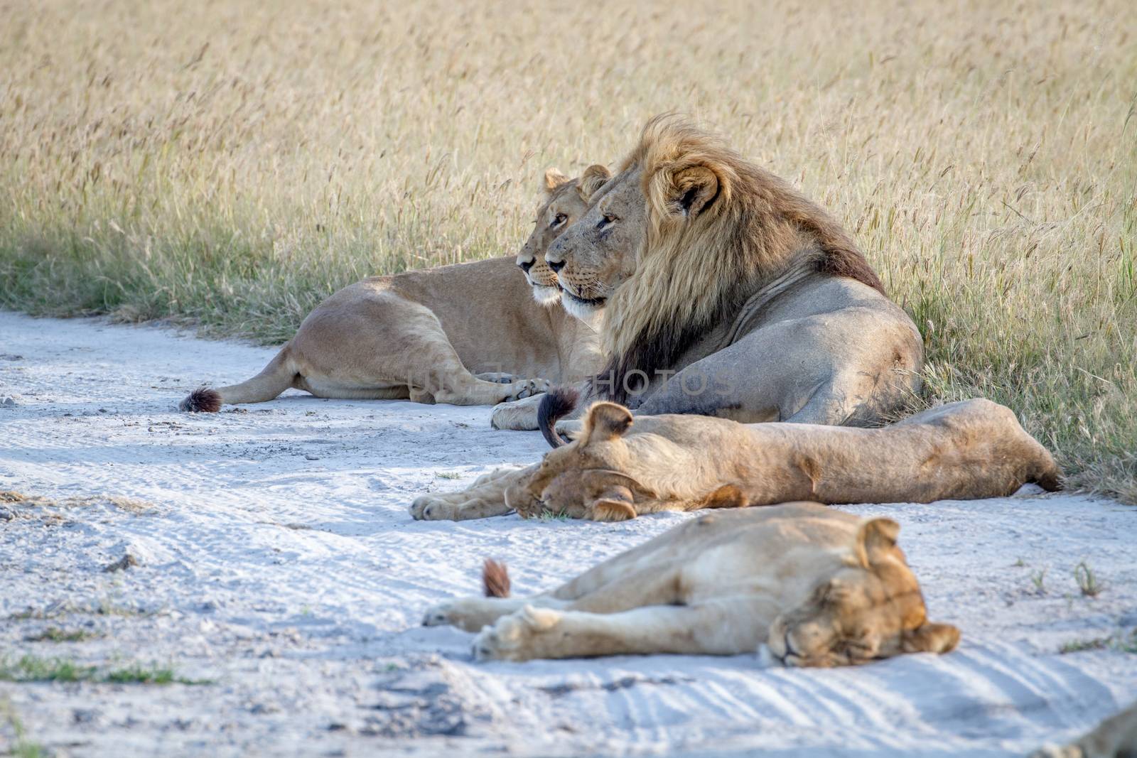 Pride of Lions laying in the sand. by Simoneemanphotography