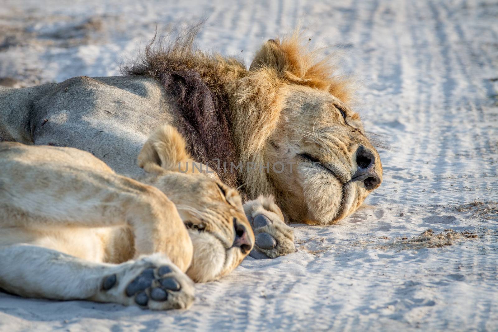 Close up of Lions laying in the sand. by Simoneemanphotography