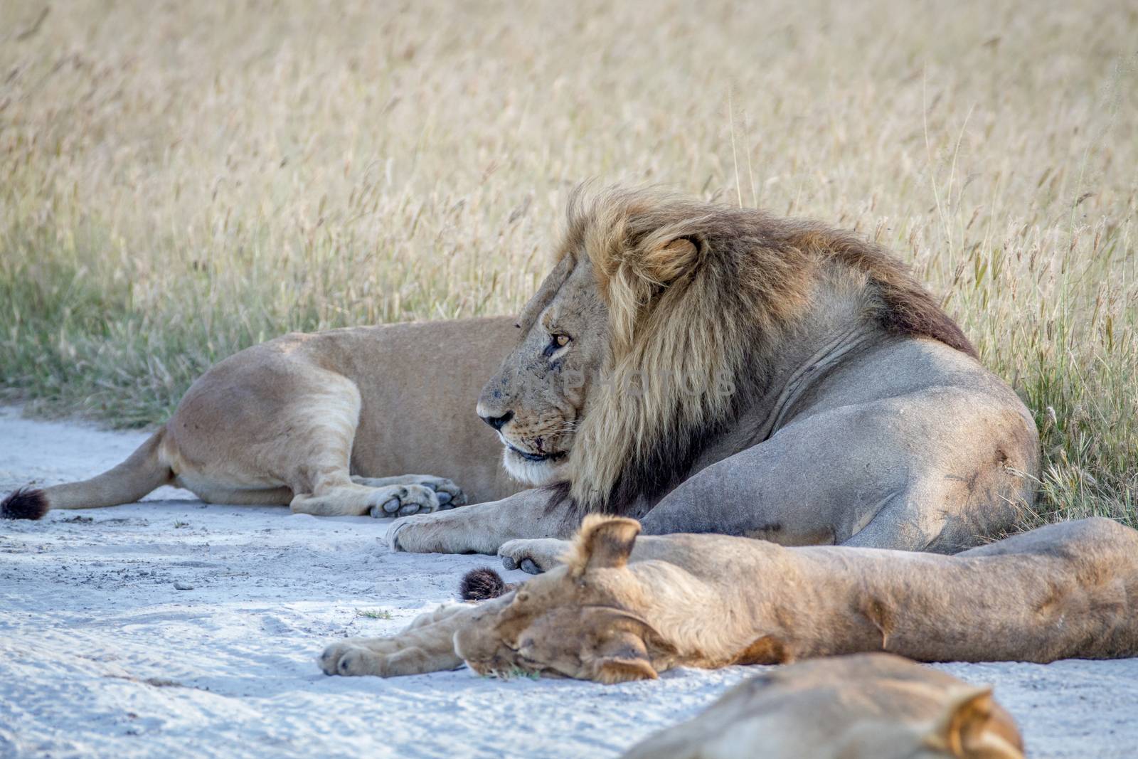 Pride of Lions laying in the sand. by Simoneemanphotography