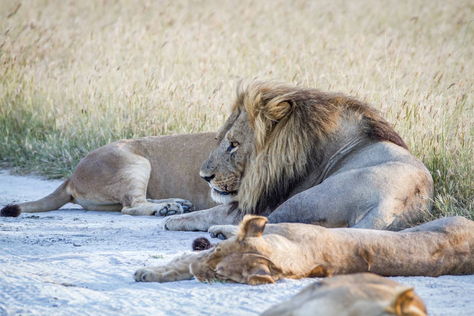 Pride of Lions laying in the sand in the Chobe National Park, Botswana.