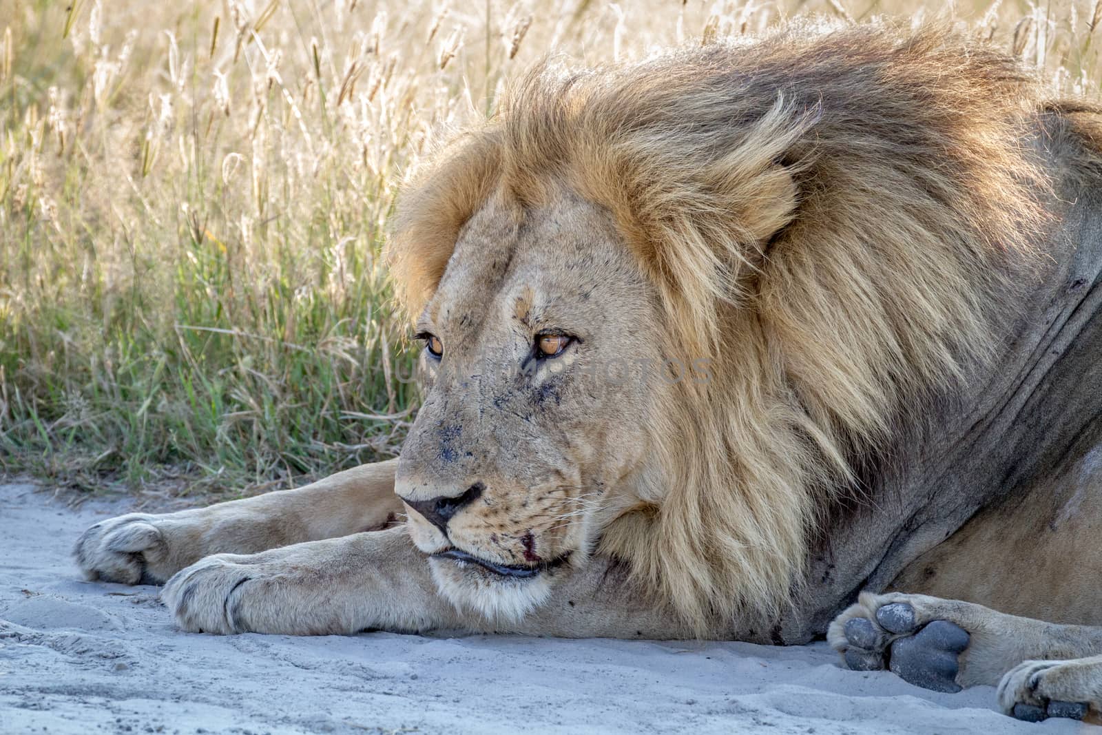 Close up of a male Lion laying in the sand. by Simoneemanphotography