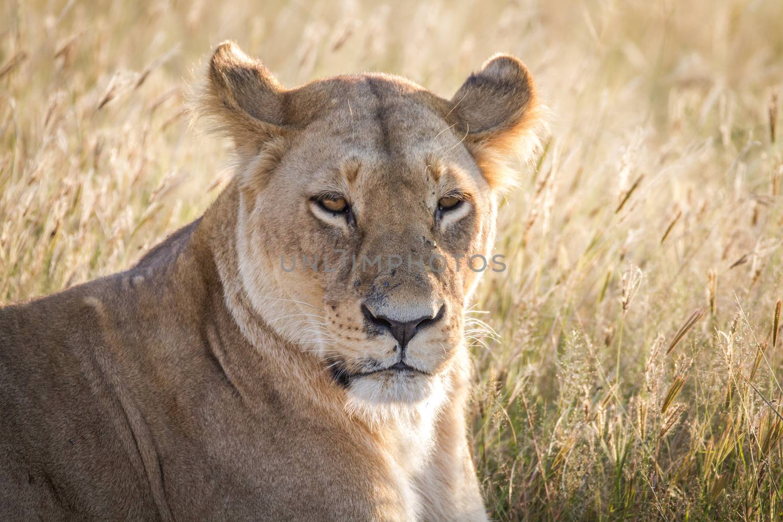 Close up of a female Lion in Chobe. by Simoneemanphotography