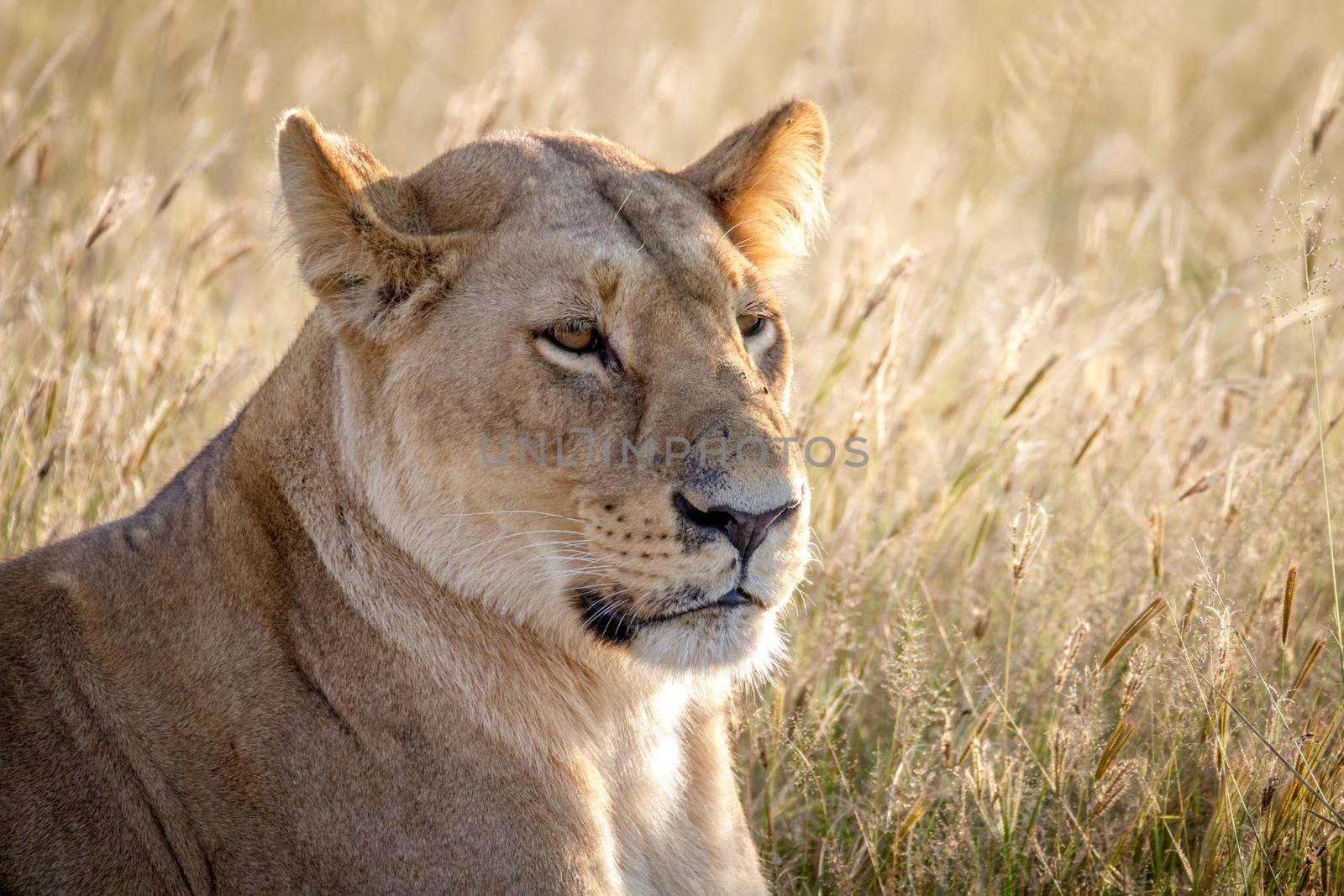 Close up of a female Lion in Chobe. by Simoneemanphotography