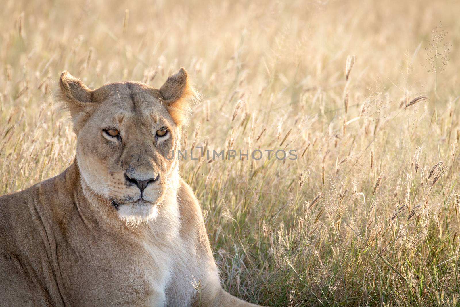 Close up of a female Lion in the Chobe National Park, Botswana.