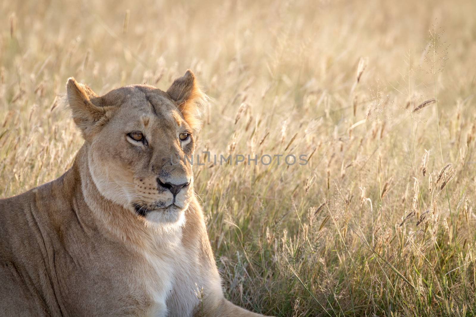 Close up of a female Lion in Chobe. by Simoneemanphotography