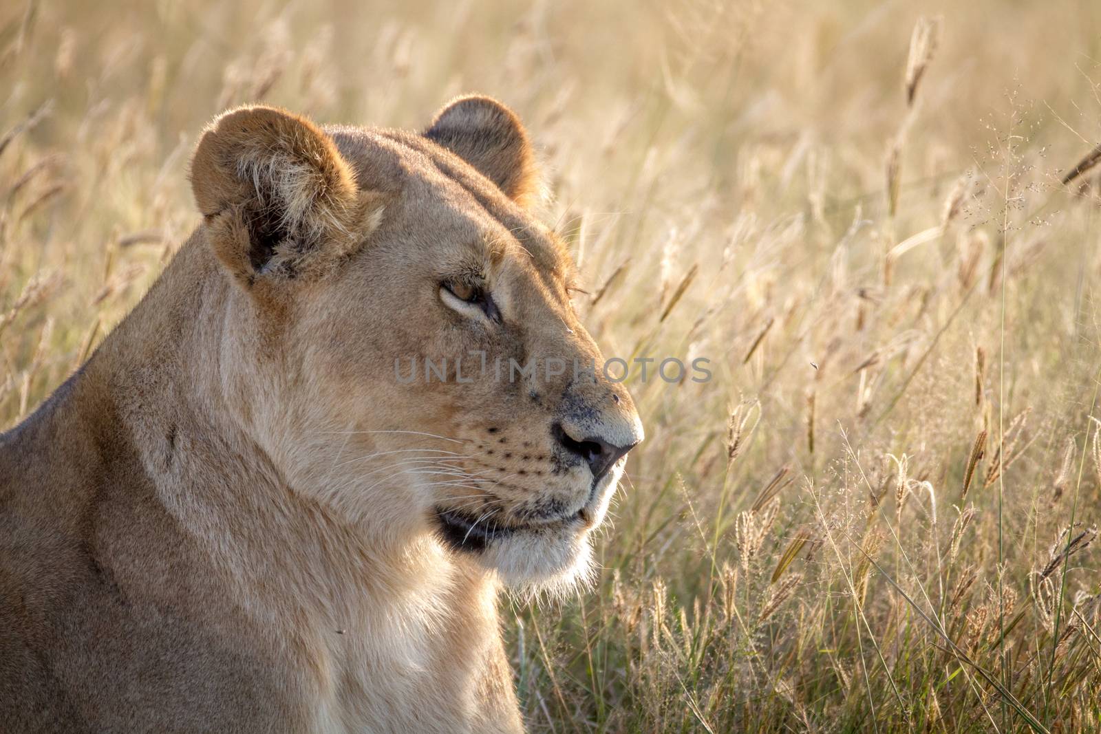 Close up of a female Lion in Chobe. by Simoneemanphotography