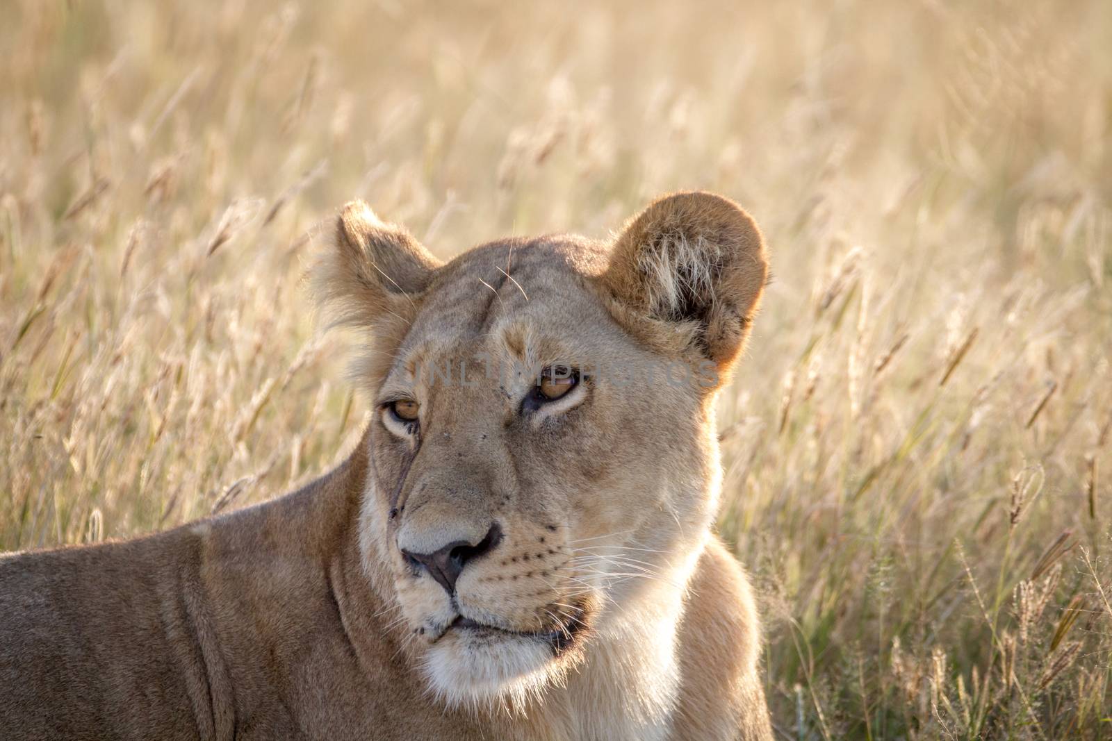 Close up of a female Lion in Chobe. by Simoneemanphotography