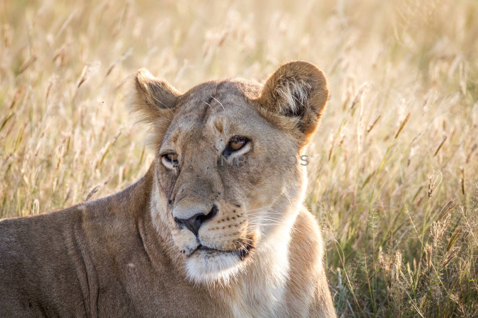 Close up of a female Lion in the Chobe National Park, Botswana.