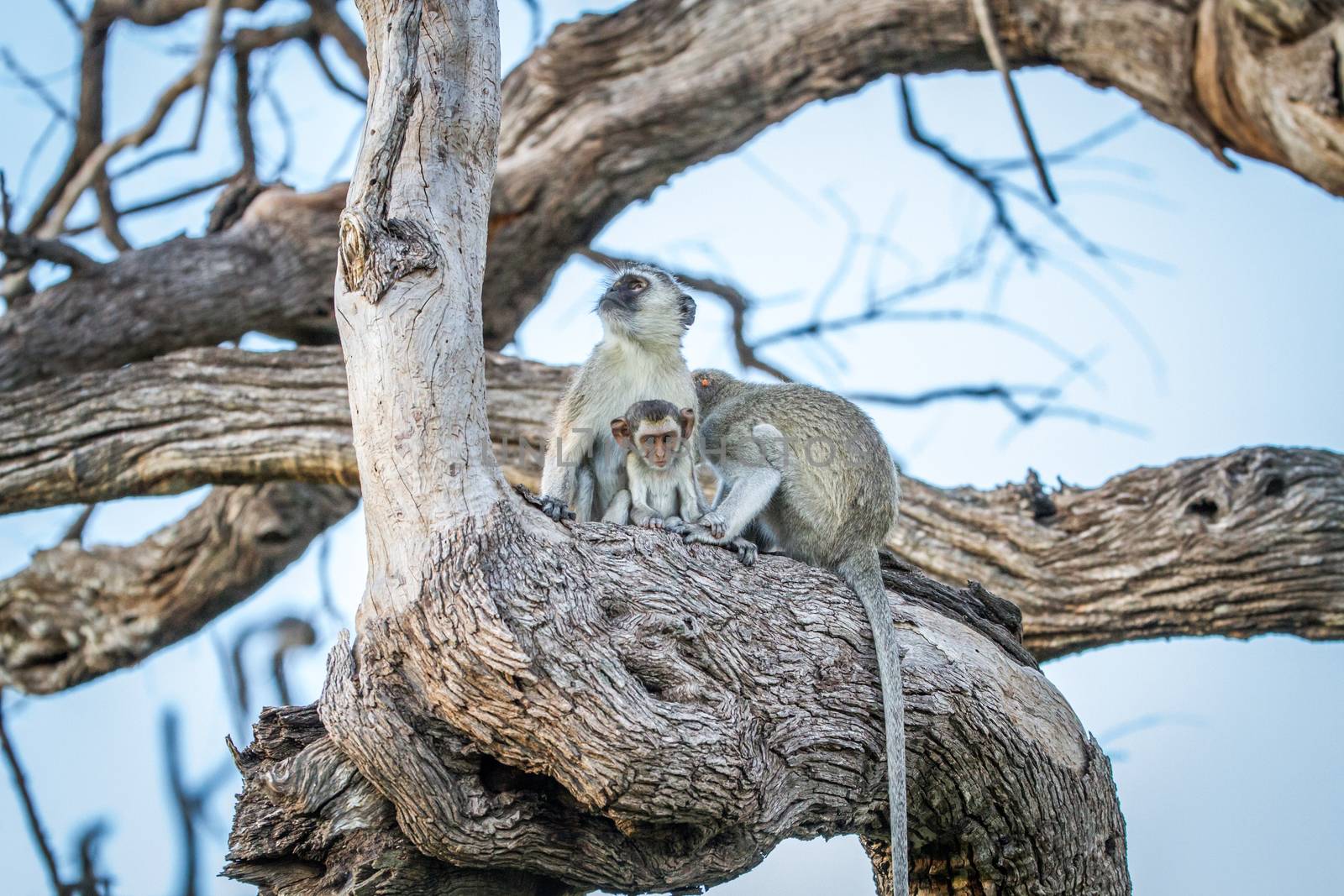 Family of Vervet monkeys sitting in a tree. by Simoneemanphotography