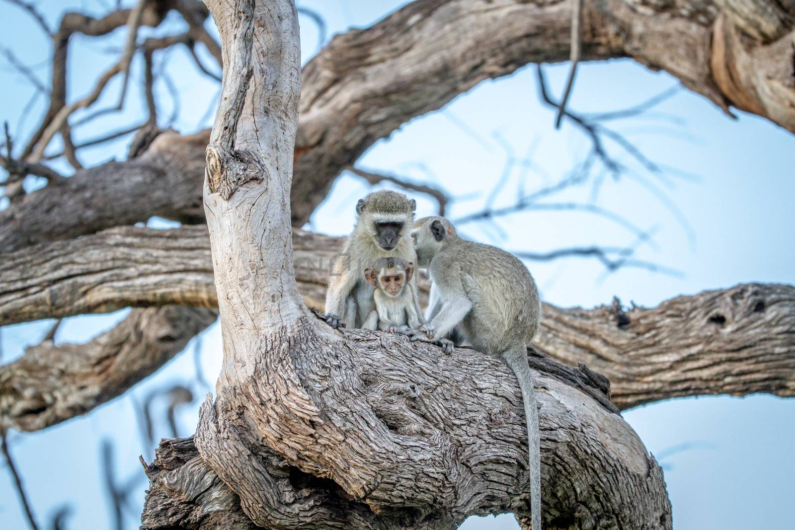 Family of Vervet monkeys sitting in a tree in the Chobe National Park, Botswana.