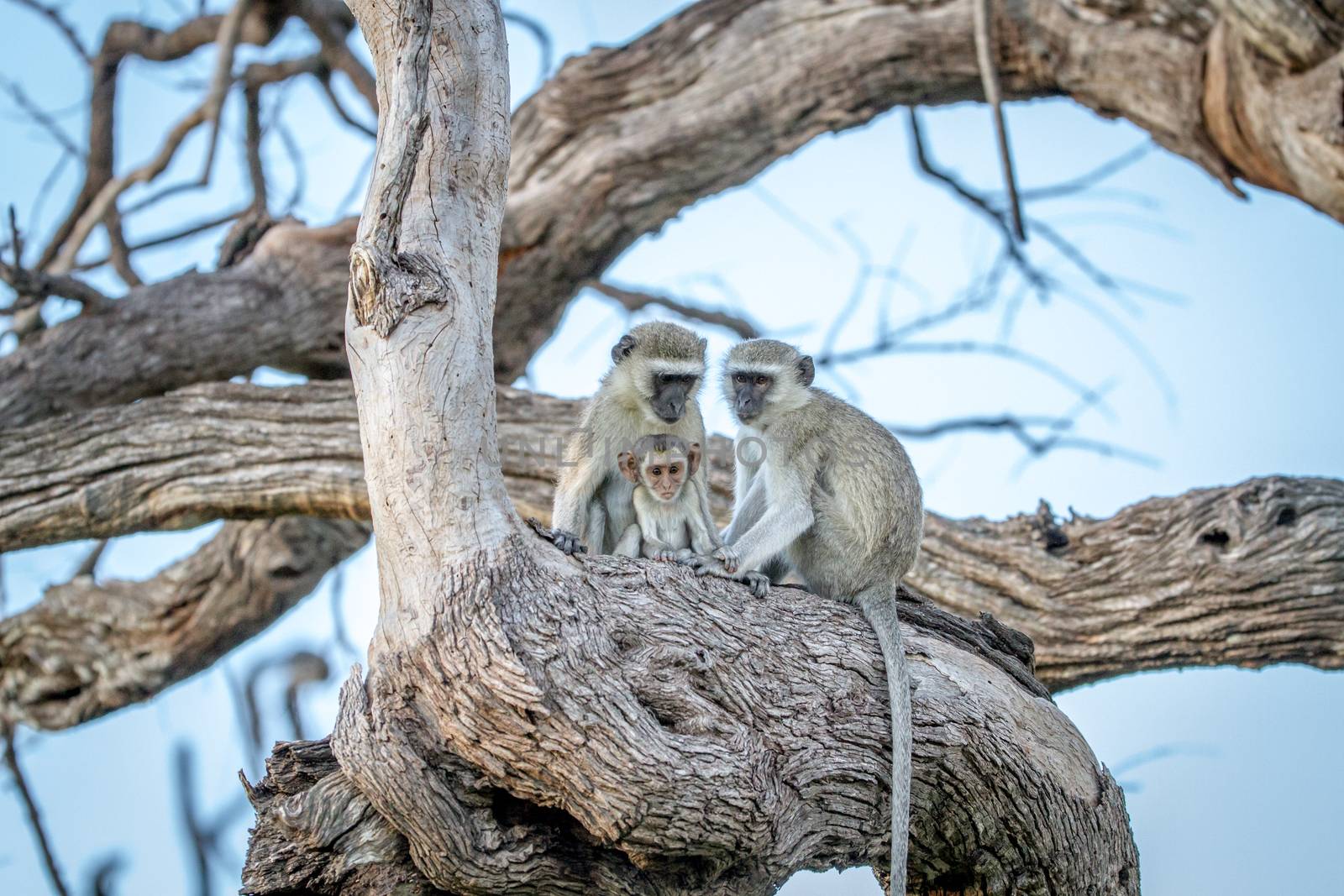 Family of Vervet monkeys sitting in a tree. by Simoneemanphotography