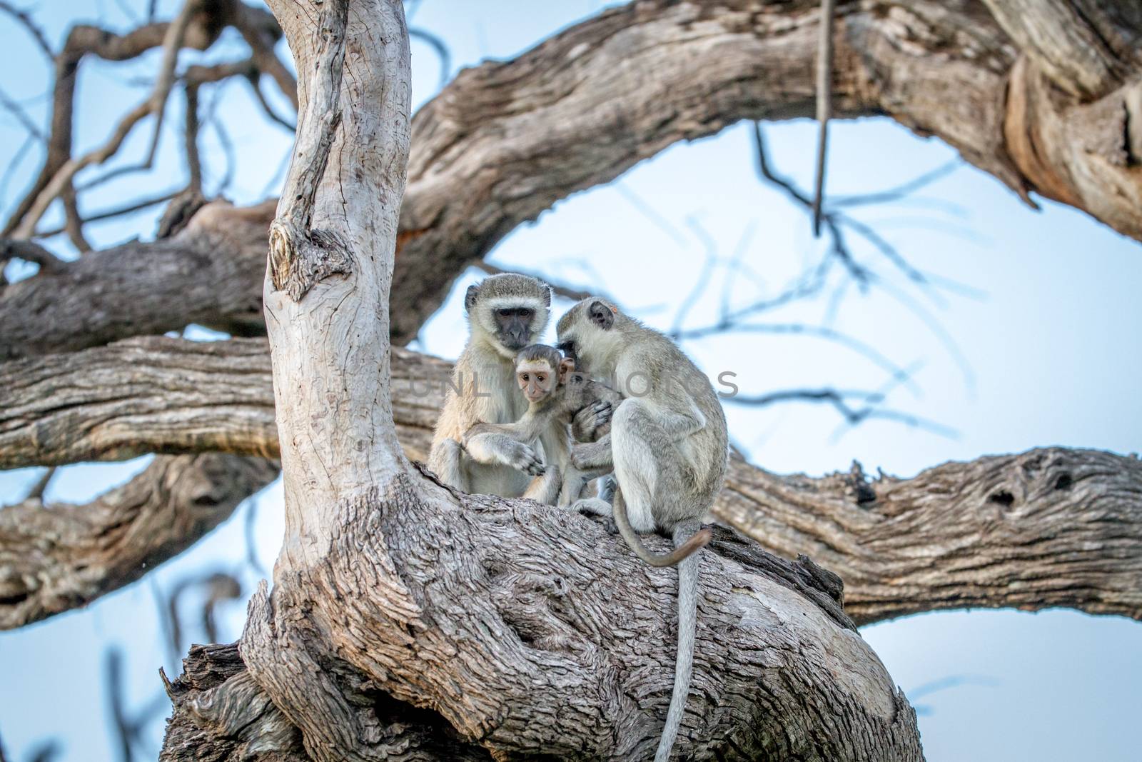 Family of Vervet monkeys sitting in a tree. by Simoneemanphotography