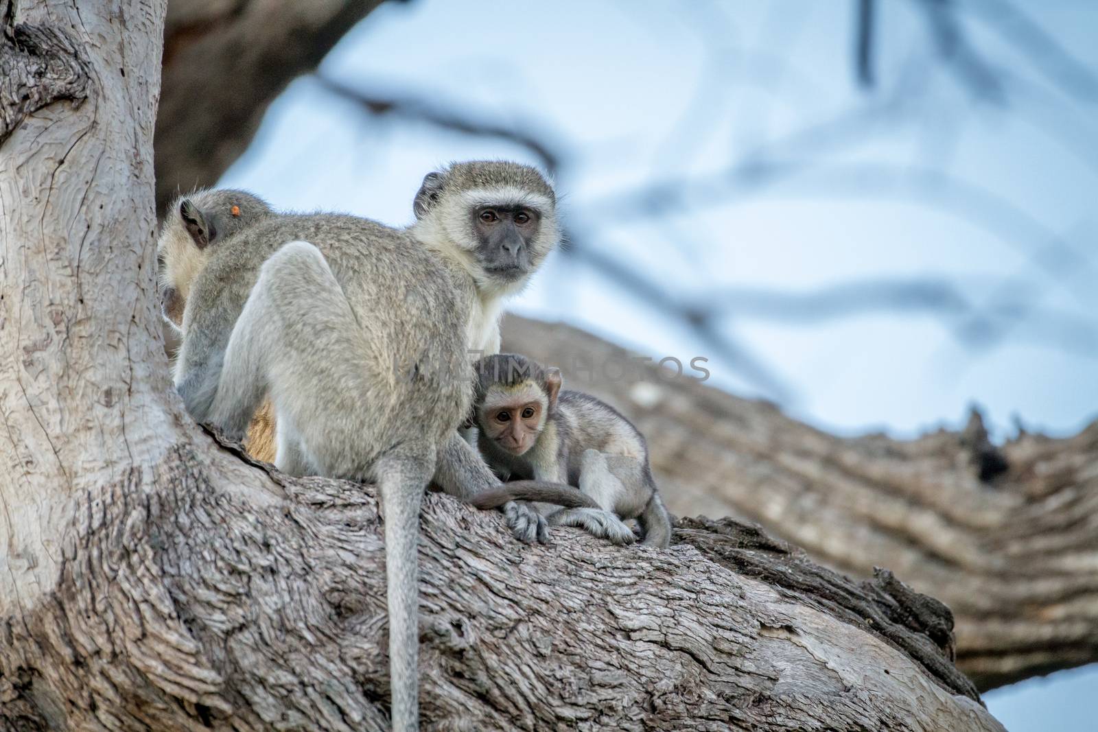 Family of Vervet monkeys sitting in a tree. by Simoneemanphotography