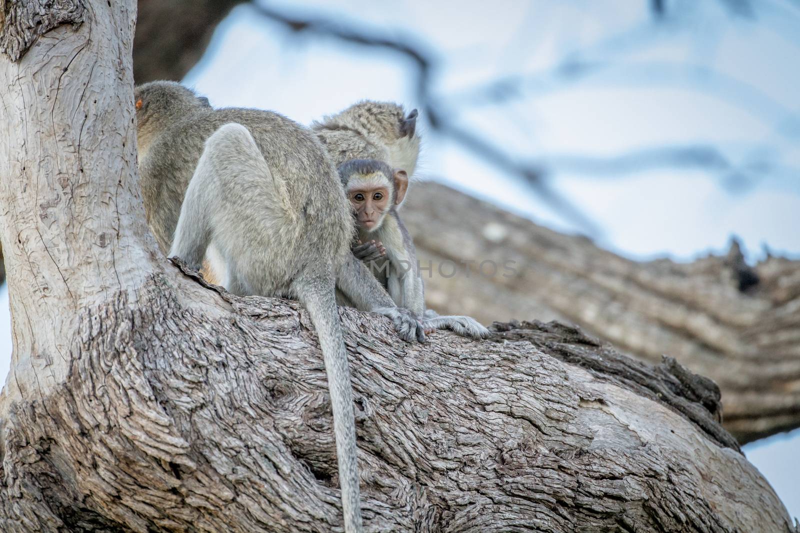 Family of Vervet monkeys sitting in a tree. by Simoneemanphotography