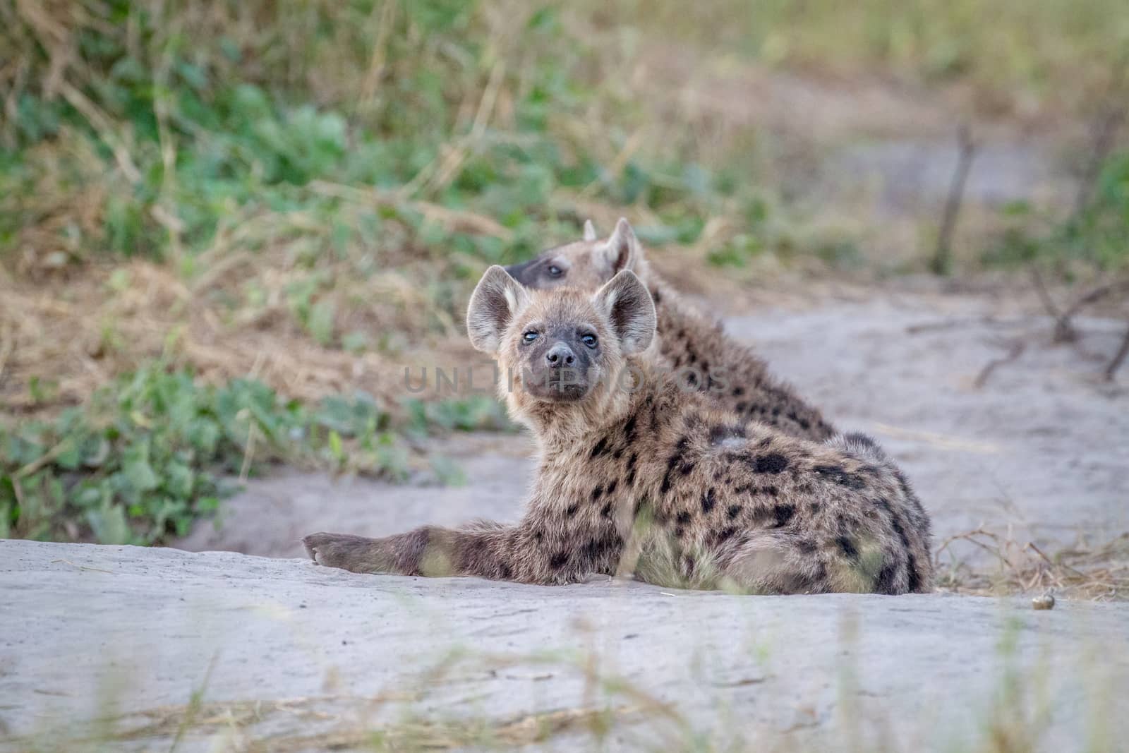 Young Spotted hyena starring at the camera. by Simoneemanphotography