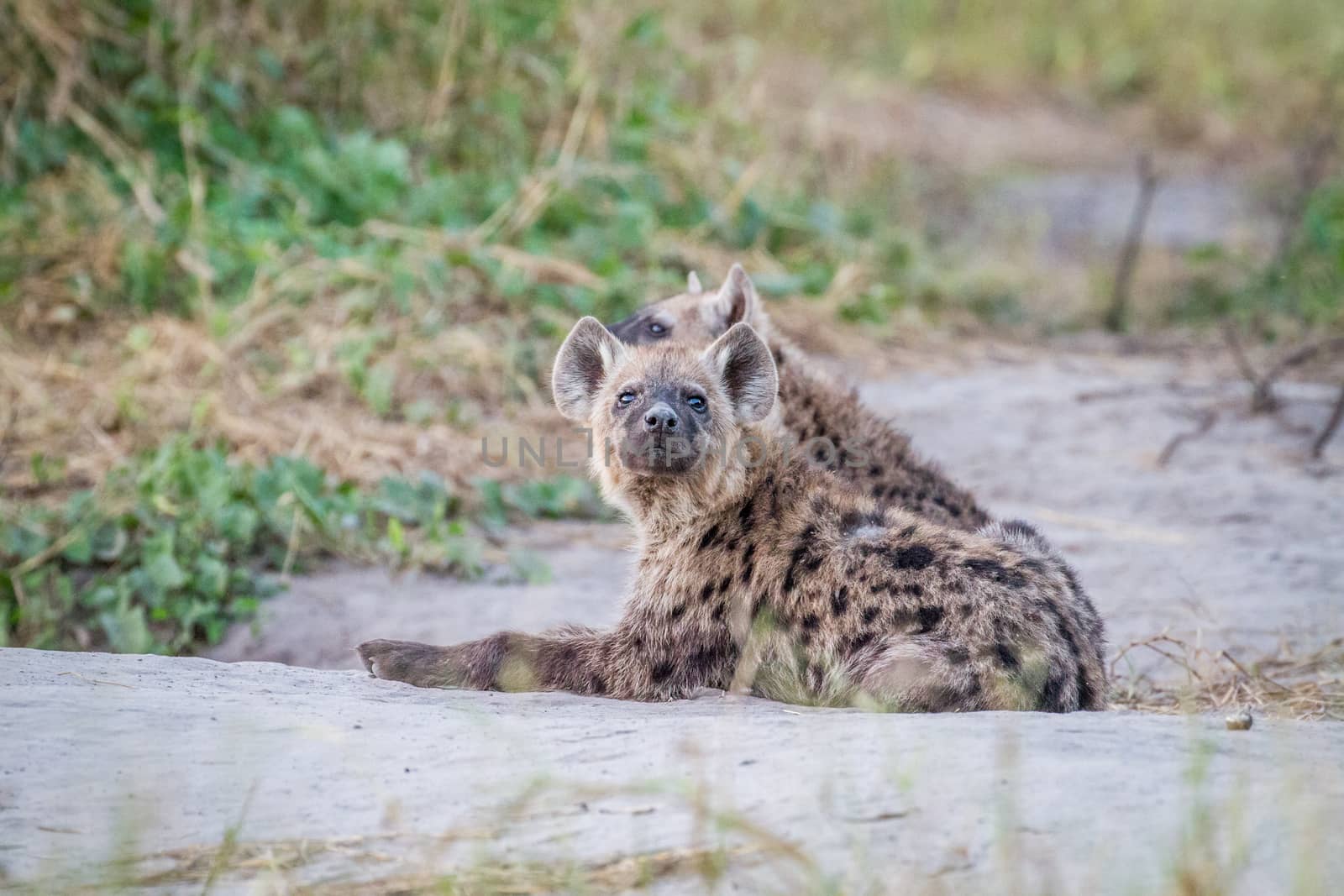 Young Spotted hyena starring at the camera. by Simoneemanphotography