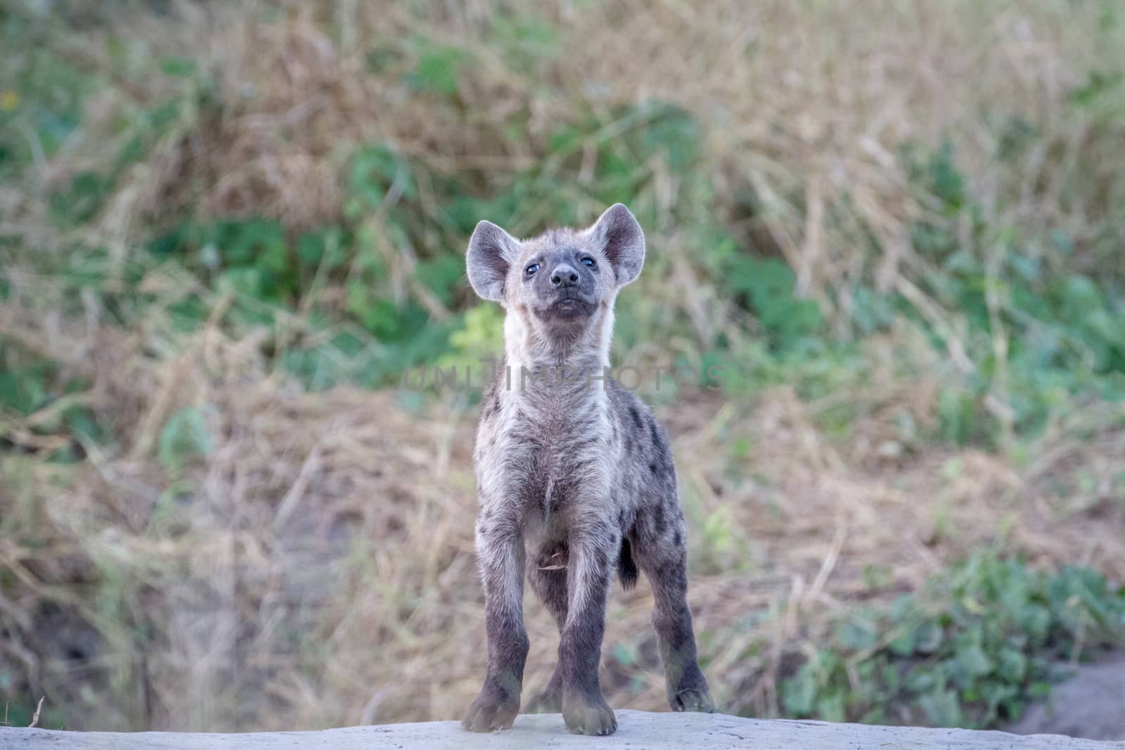 Young Spotted hyena starring at the camera. by Simoneemanphotography