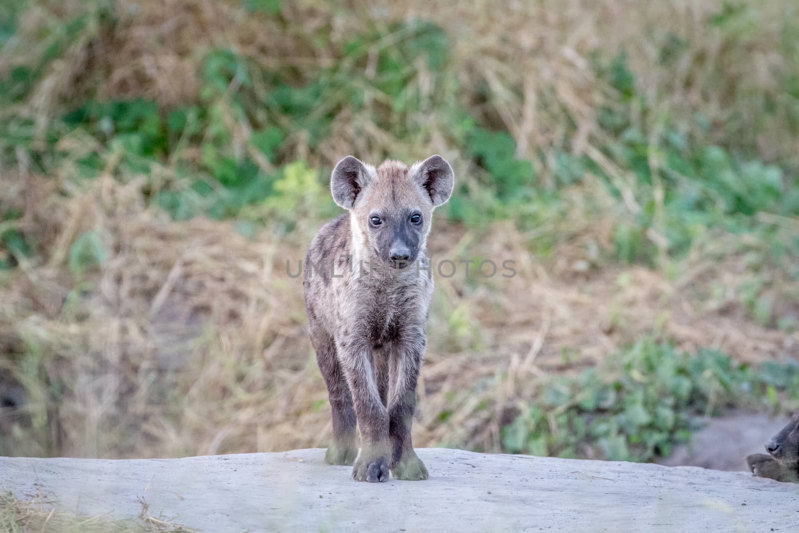 Young Spotted hyena starring at the camera. by Simoneemanphotography