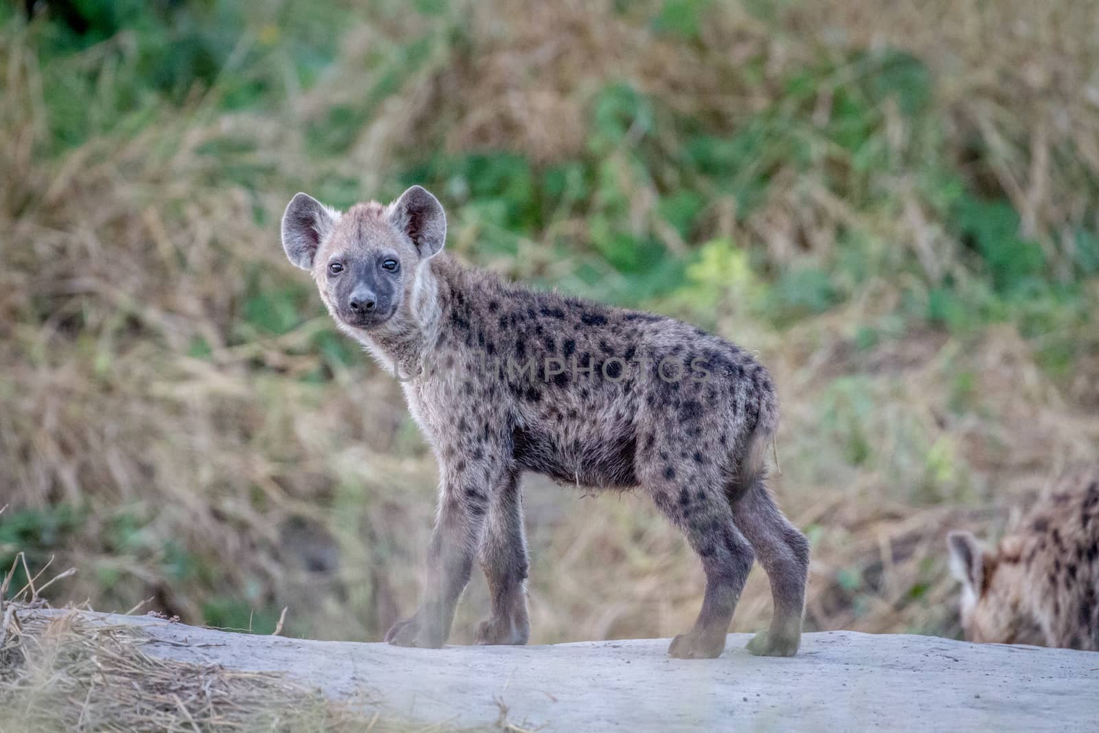 Young Spotted hyena starring at the camera. by Simoneemanphotography