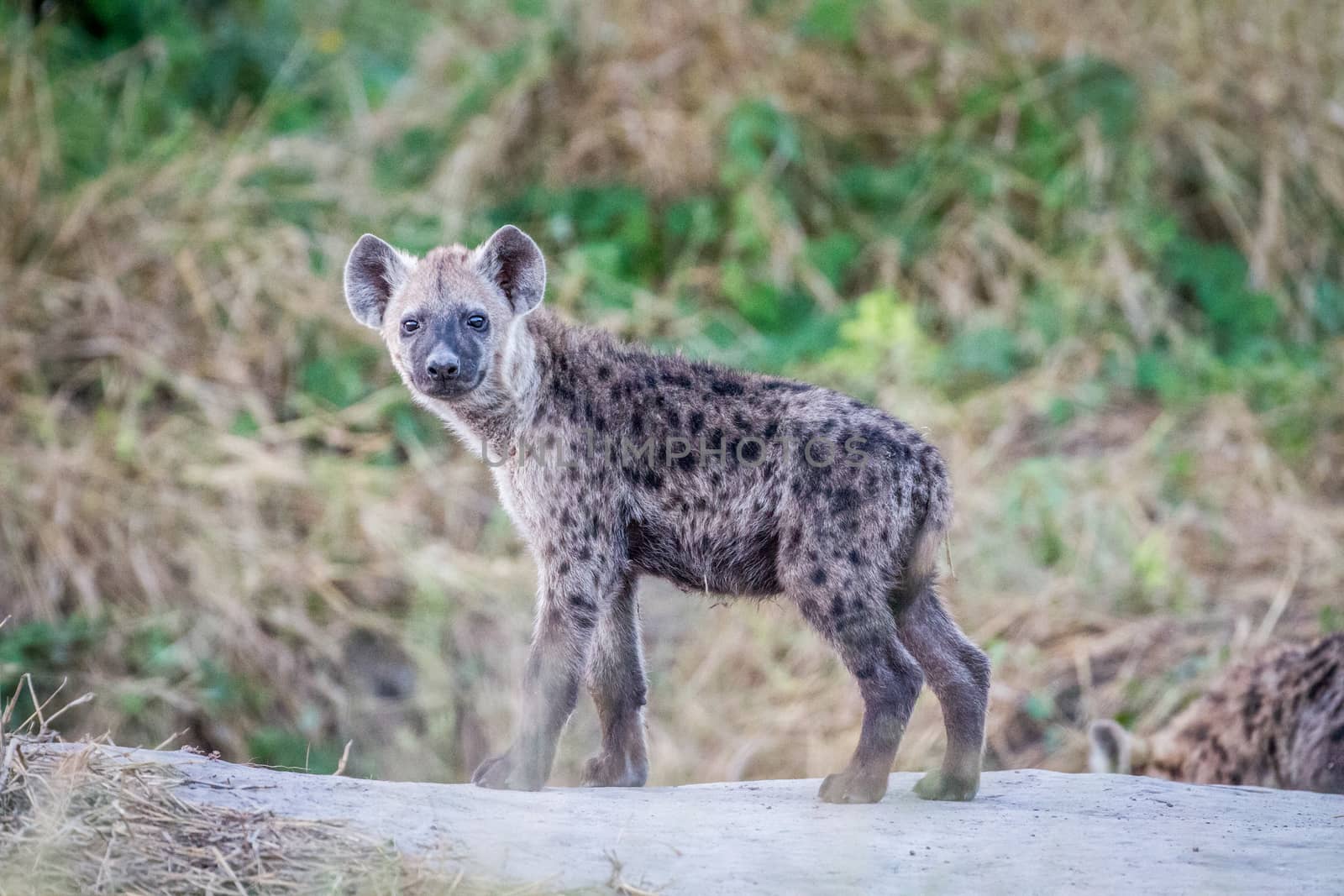 Young Spotted hyena starring at the camera. by Simoneemanphotography