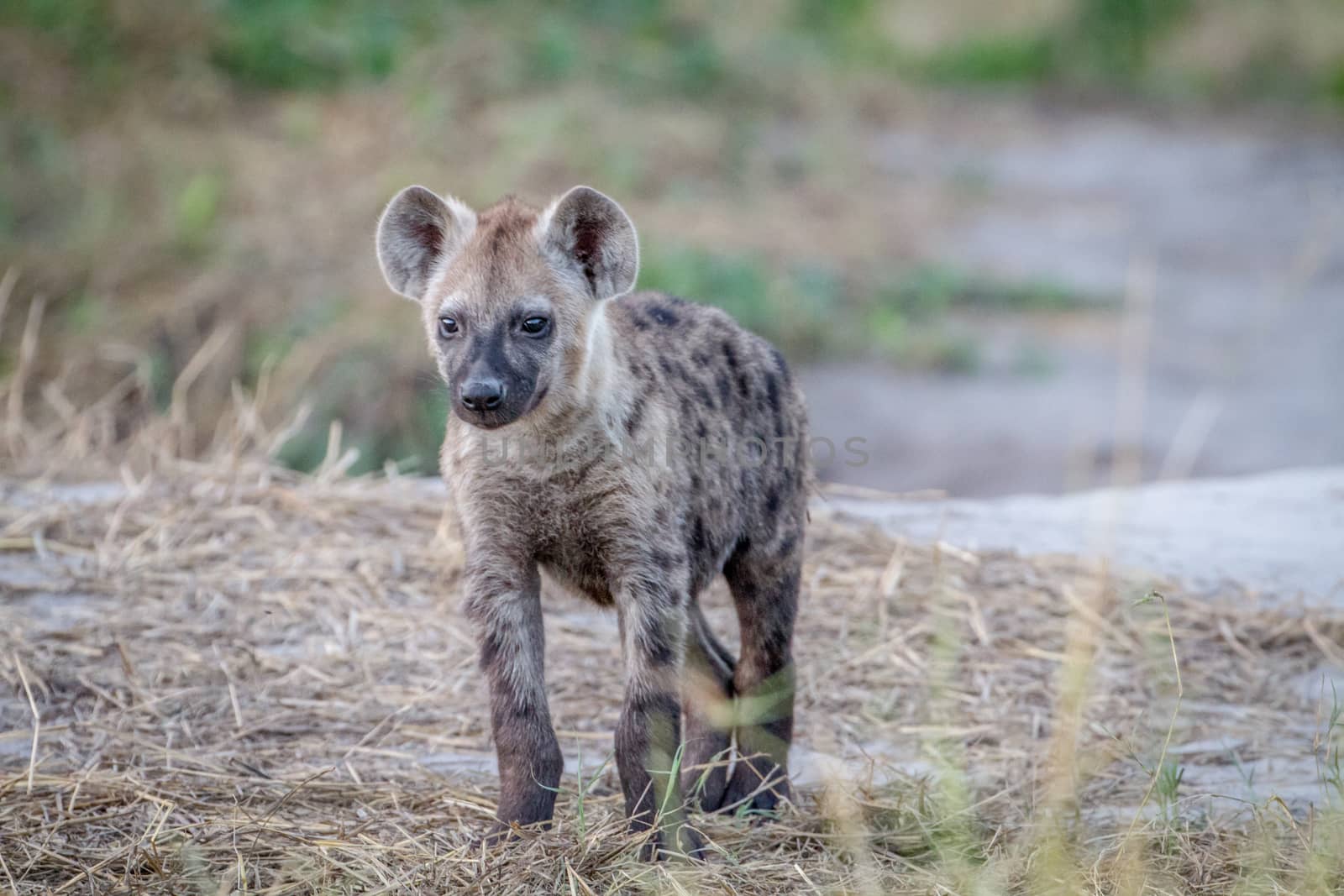 Young Spotted hyena starring at the camera. by Simoneemanphotography