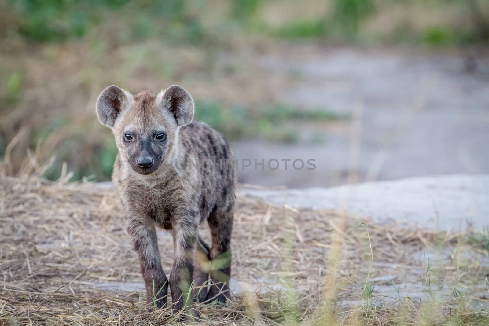 Young Spotted hyena starring at the camera. by Simoneemanphotography