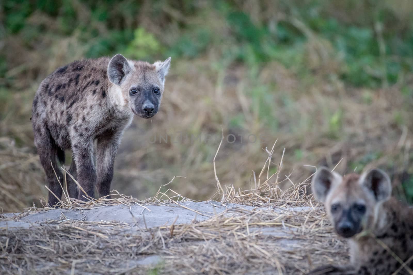 Young Spotted hyena starring at the camera. by Simoneemanphotography