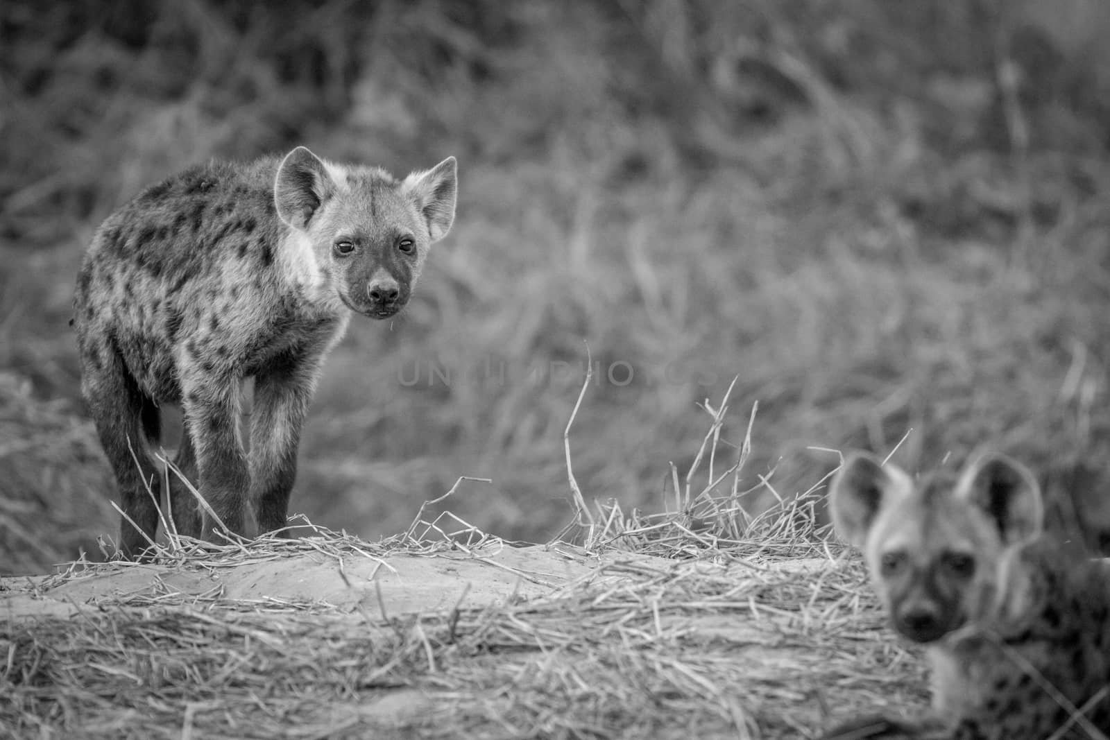 Young Spotted hyena starring at the camera in black and white in the Chobe National Park, Botswana.