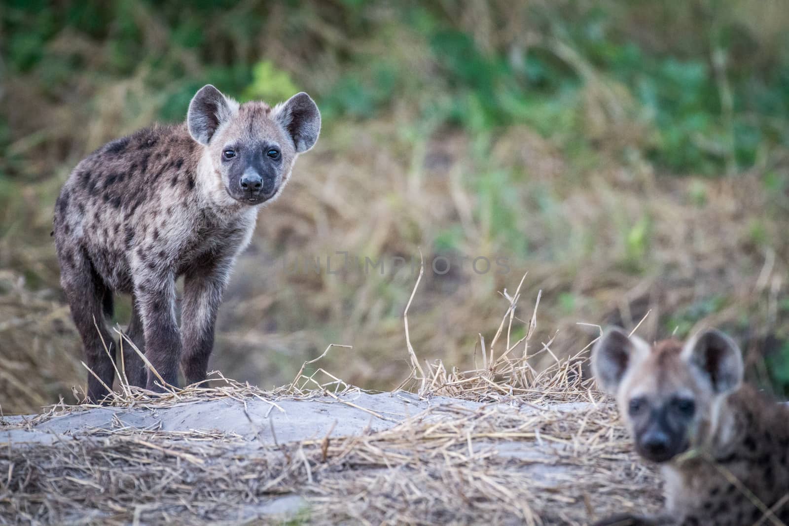 Young Spotted hyena starring at the camera. by Simoneemanphotography