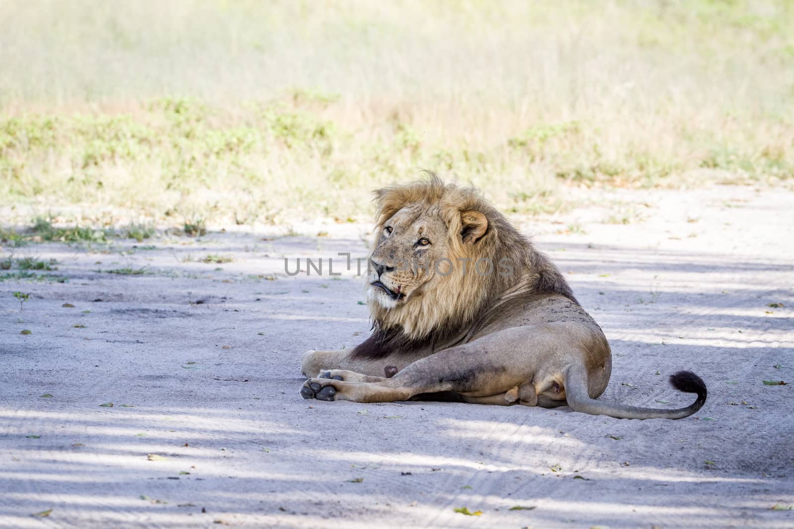 Big male Lion laying in the sand in the Chobe National Park, Botswana.