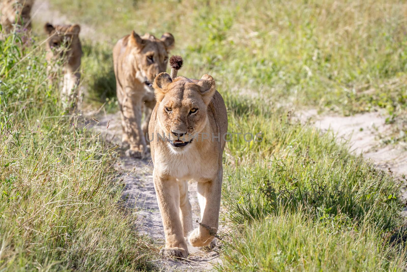 Lions walking towards the camera in the Chobe National Park, Botswana.