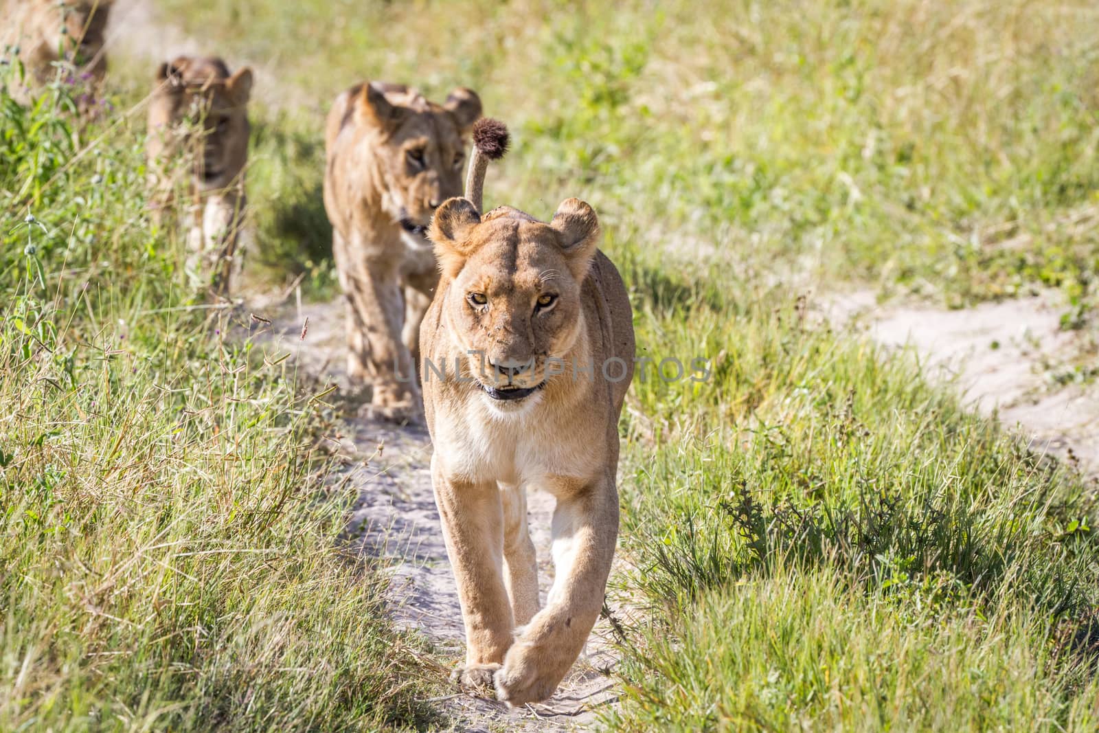 Lions walking towards the camera. by Simoneemanphotography