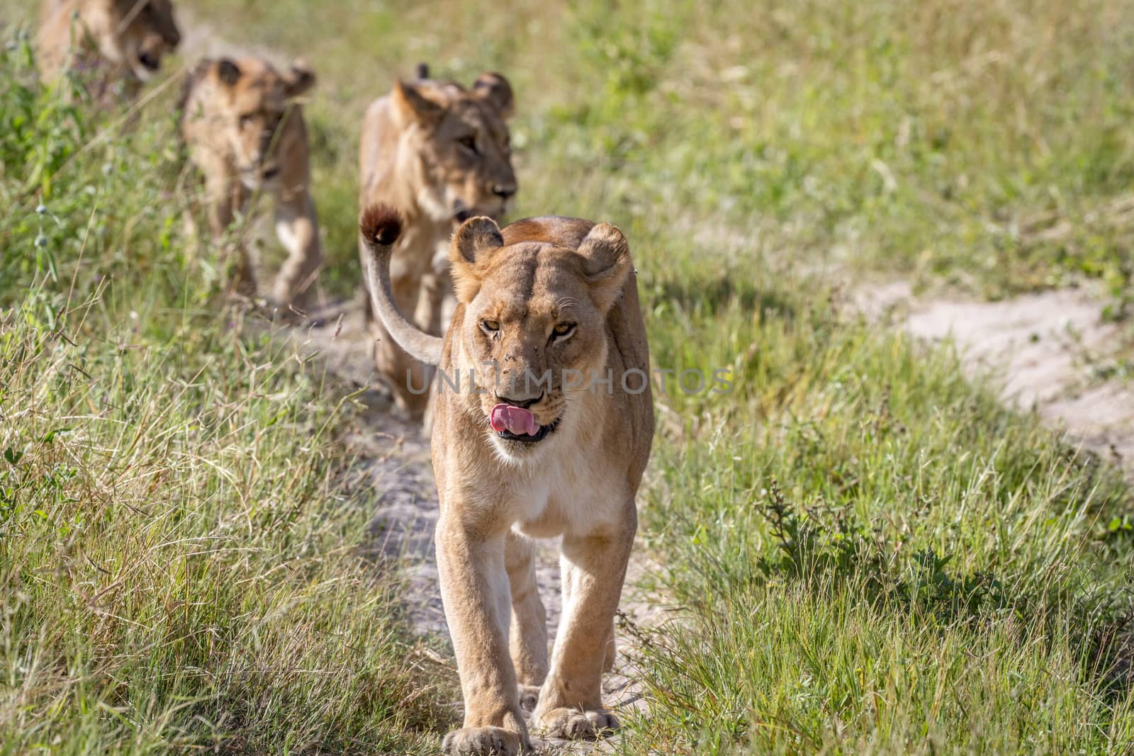 Lions walking towards the camera. by Simoneemanphotography