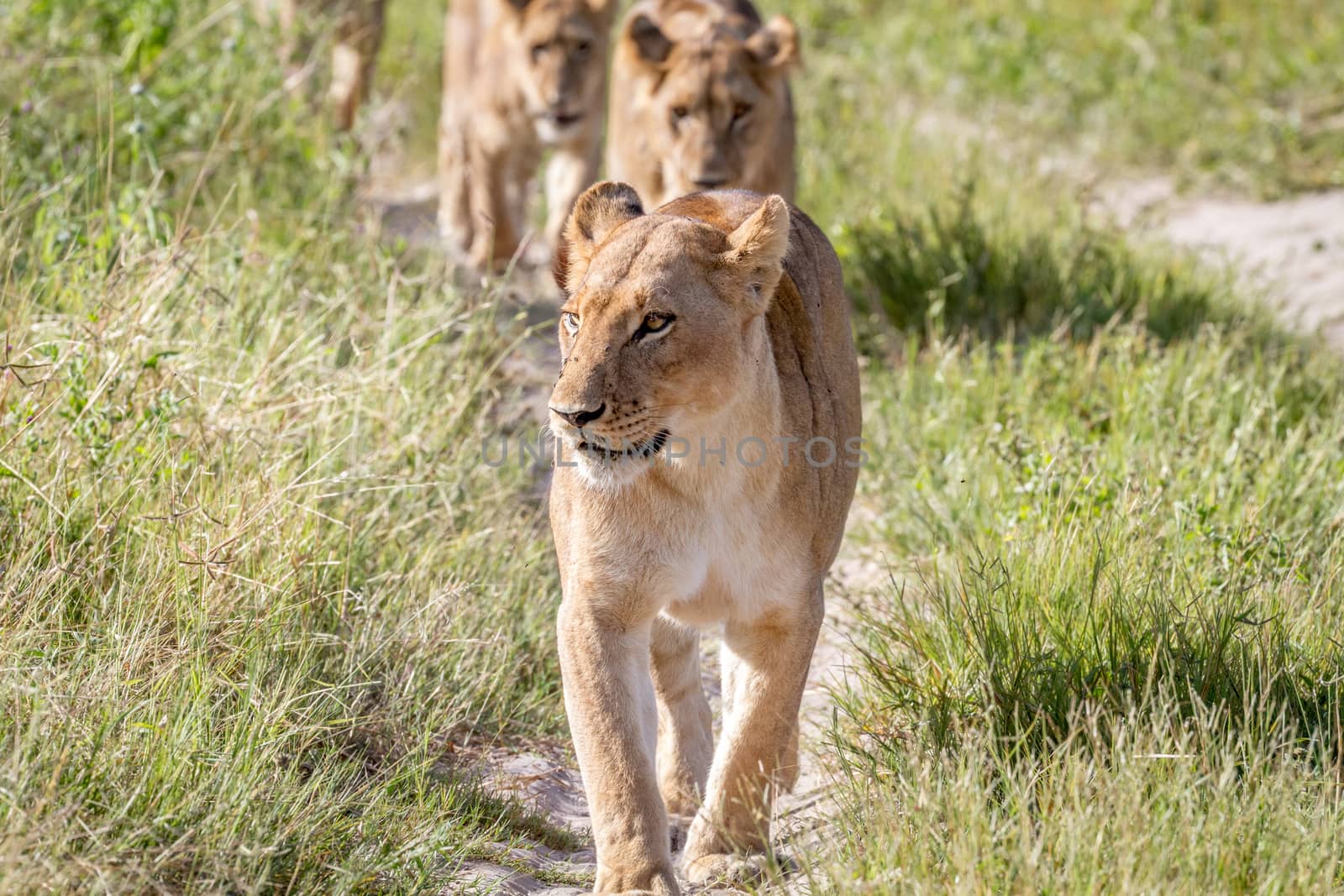 Lions walking towards the camera. by Simoneemanphotography