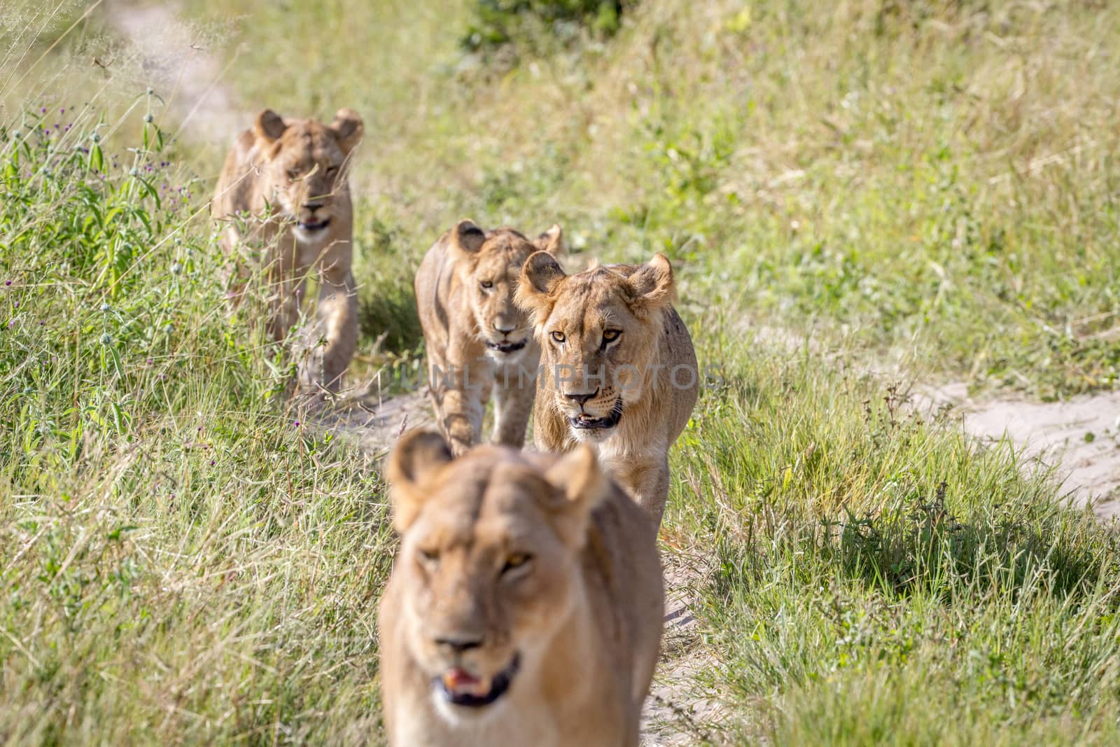 Lions walking towards the camera. by Simoneemanphotography