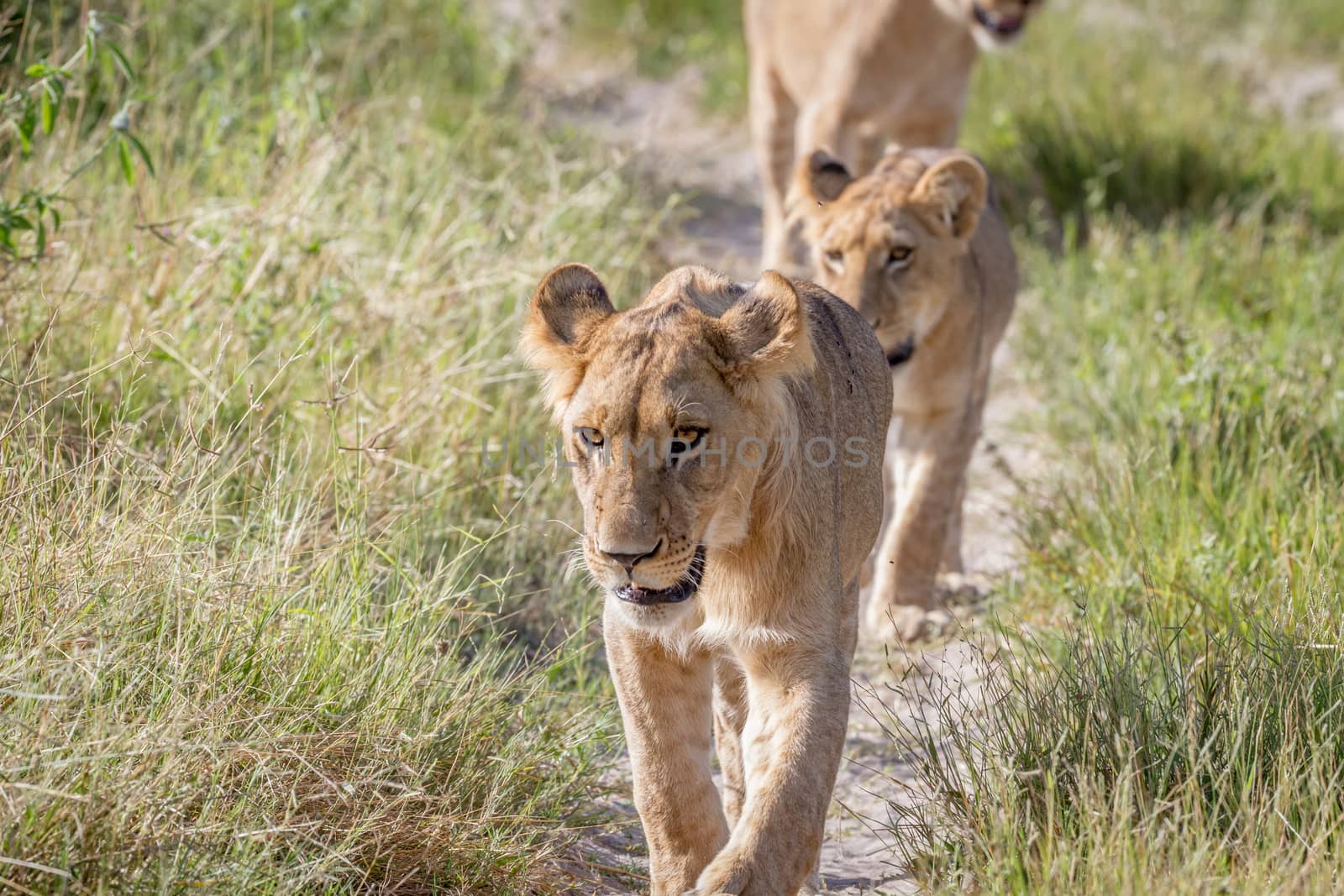 Lions walking towards the camera. by Simoneemanphotography