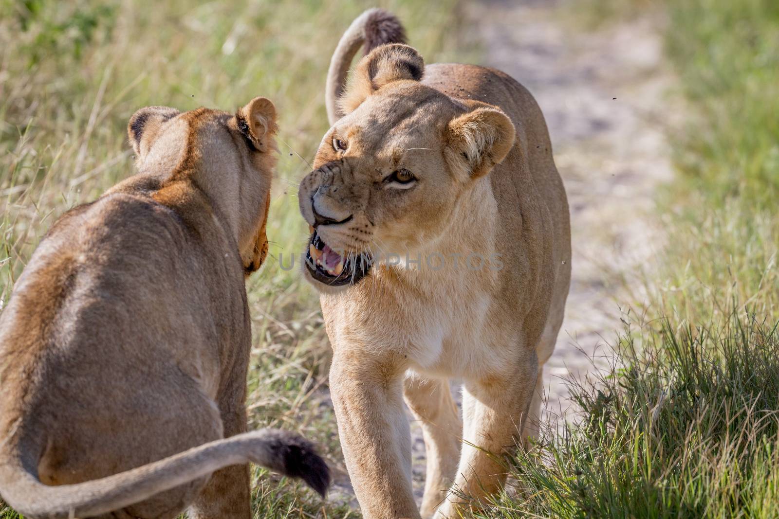 Two Lions having a little argument. by Simoneemanphotography