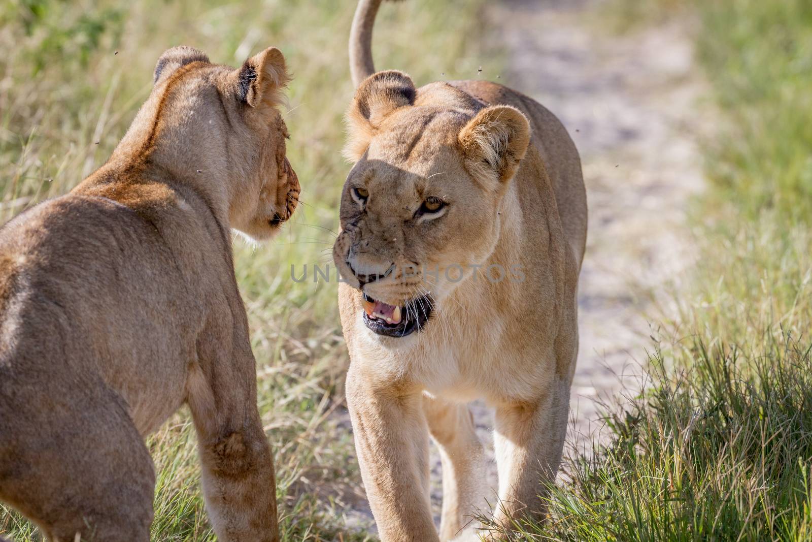 Two Lions having a little argument. by Simoneemanphotography