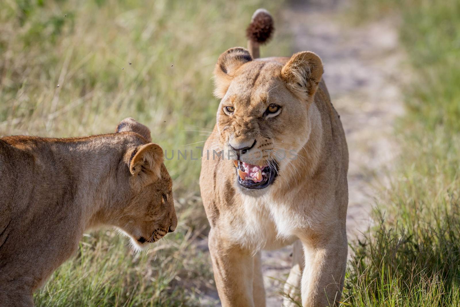 Two Lions having a little argument. by Simoneemanphotography