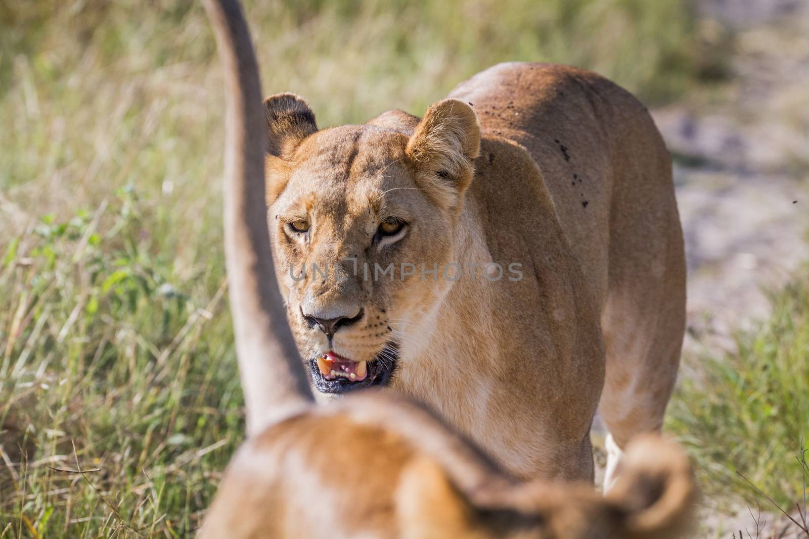 Lion walking towards the camera. by Simoneemanphotography