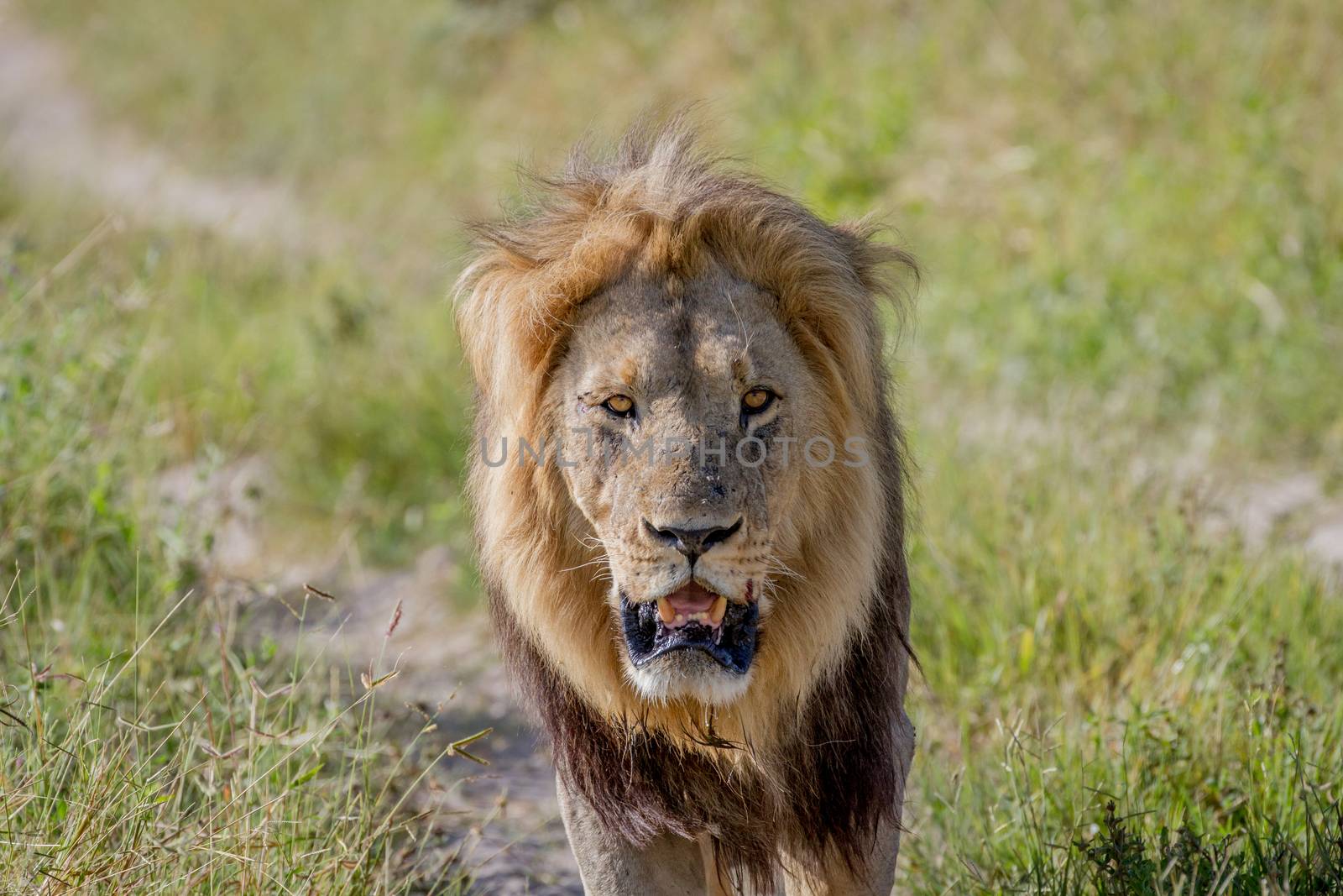 Big male Lion walking towards the camera. by Simoneemanphotography
