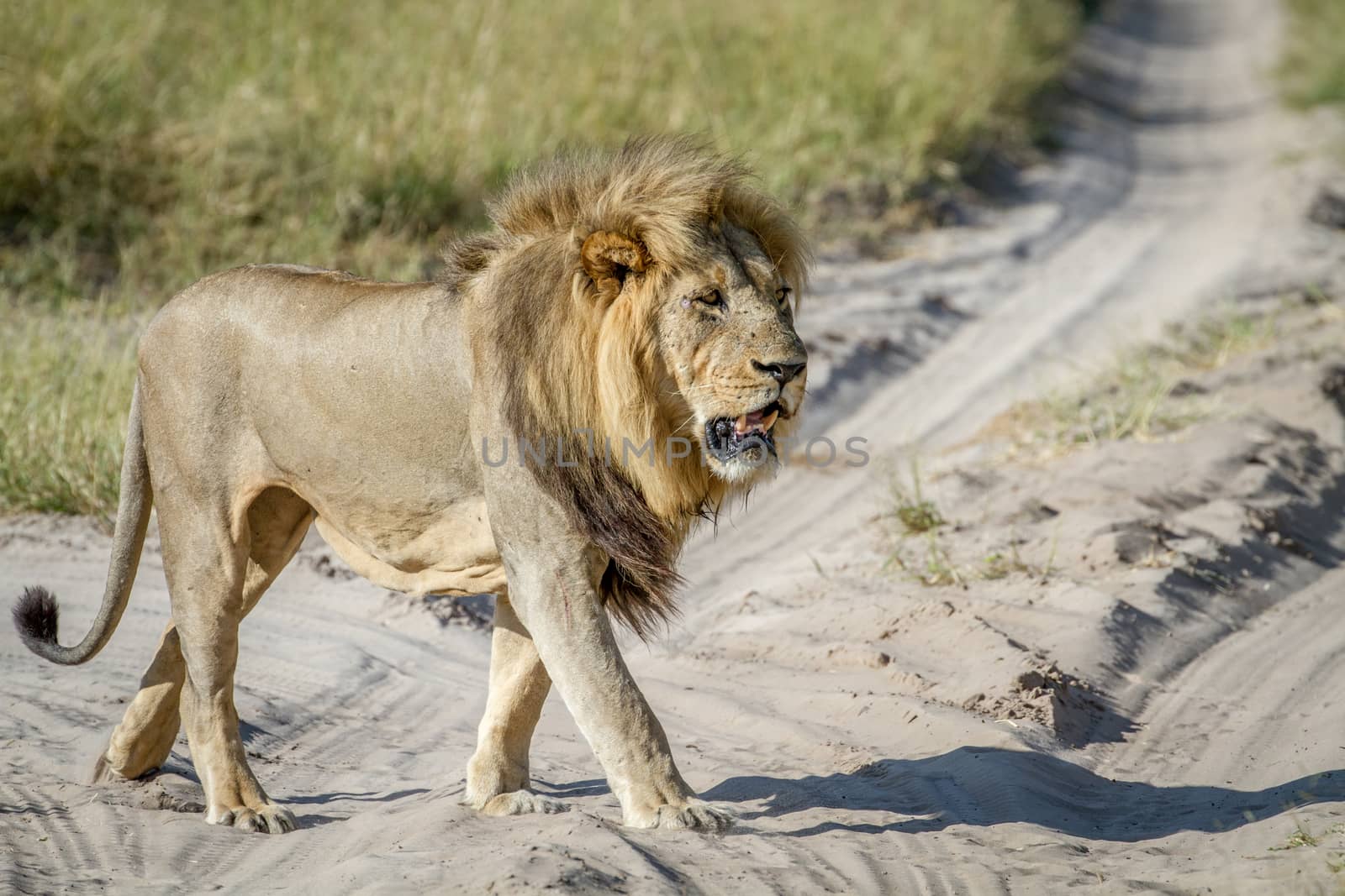 Big male Lion walking in the sand in the Chobe National Park, Botswana.