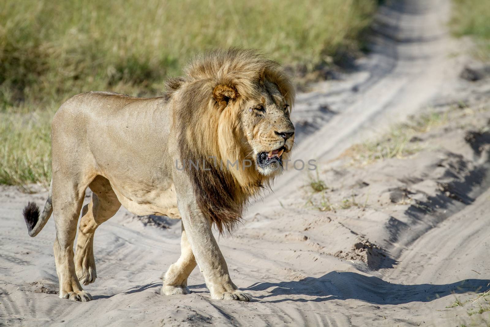 Big male Lion walking in the sand in the Chobe National Park, Botswana.