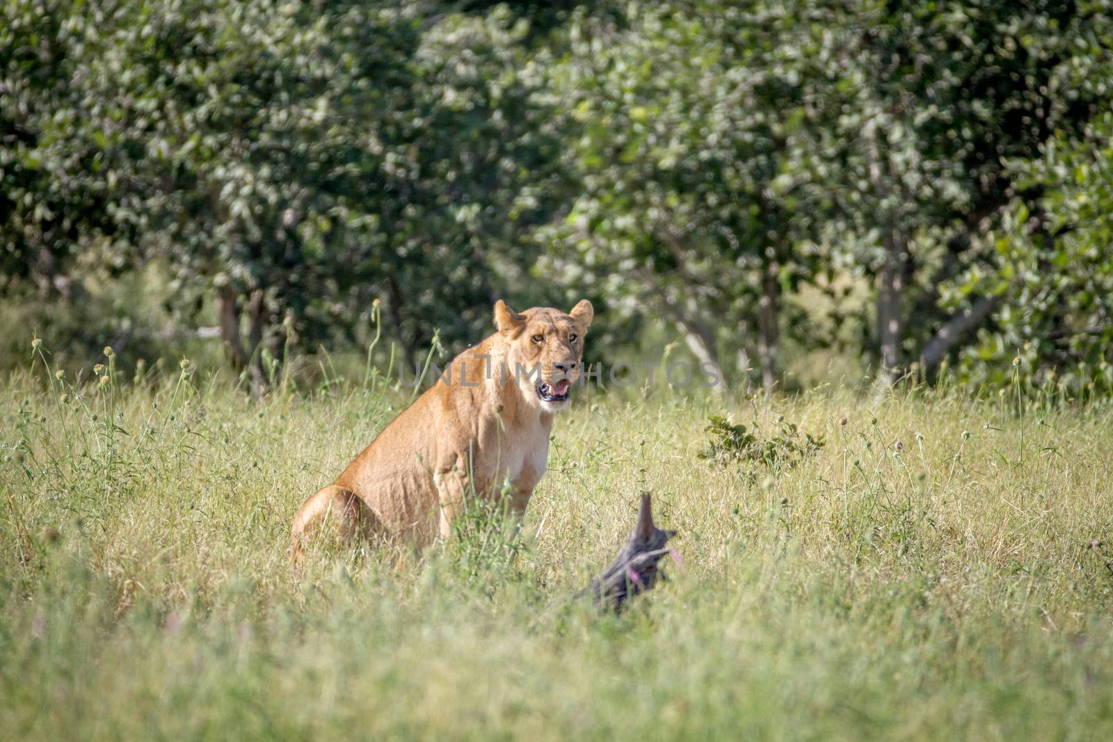 Lion sitting in the grass in Chobe. by Simoneemanphotography