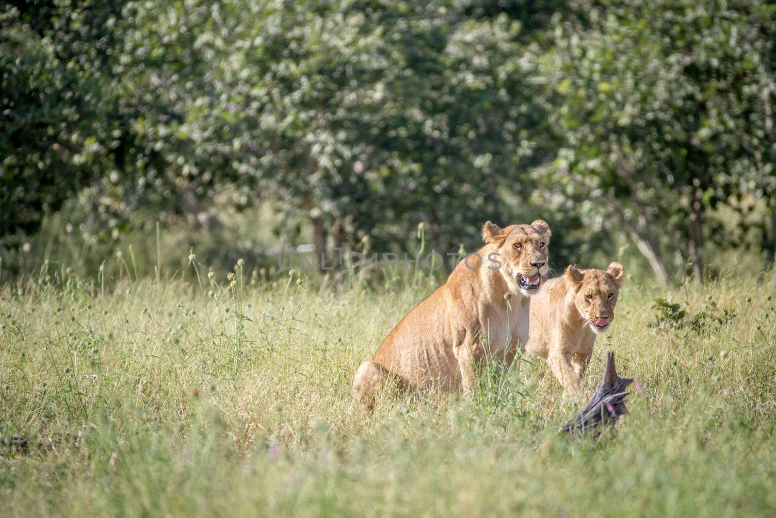 Two Lions in the grass in Chobe. by Simoneemanphotography