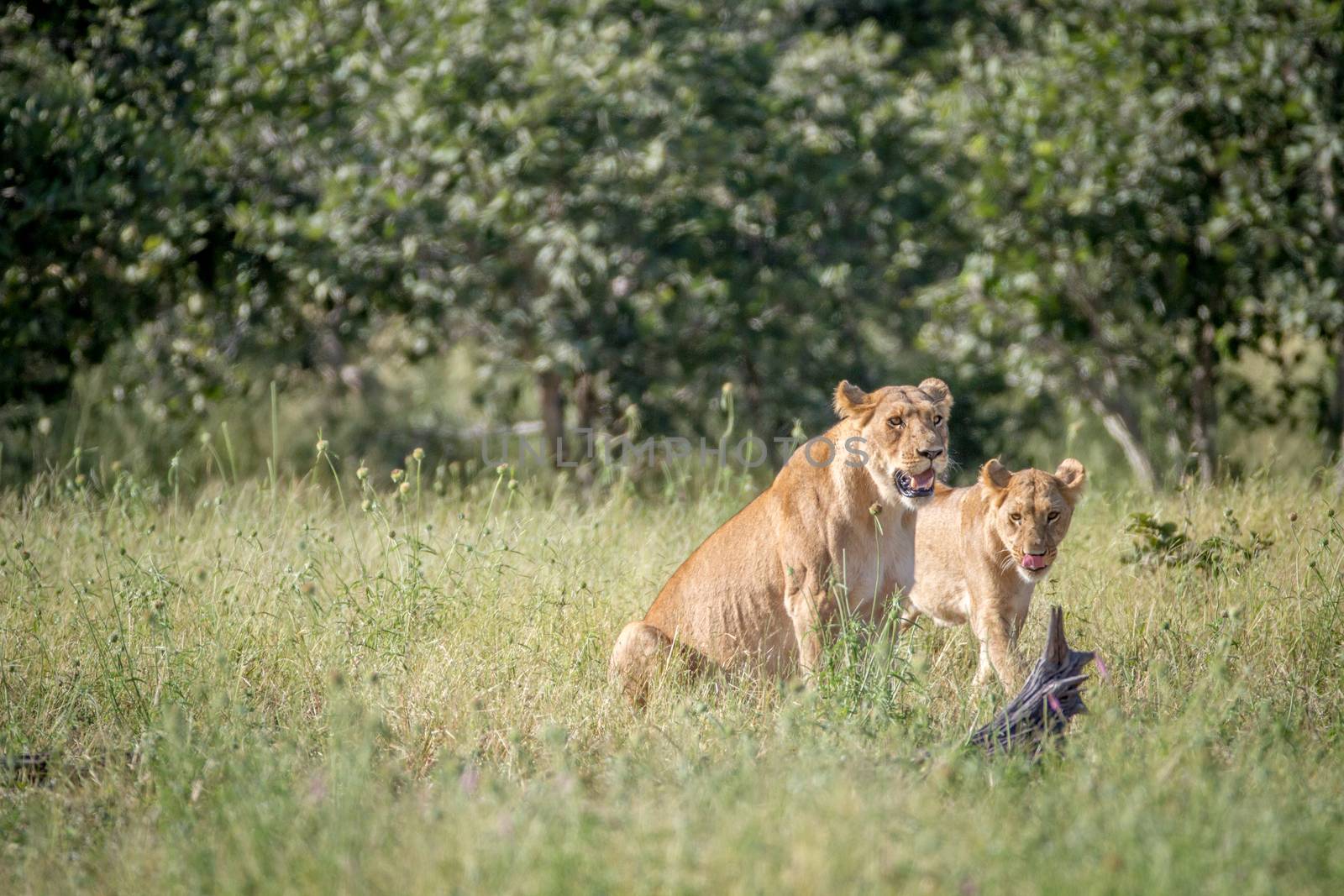 Two Lions in the grass in the Chobe National Park, Botswana.