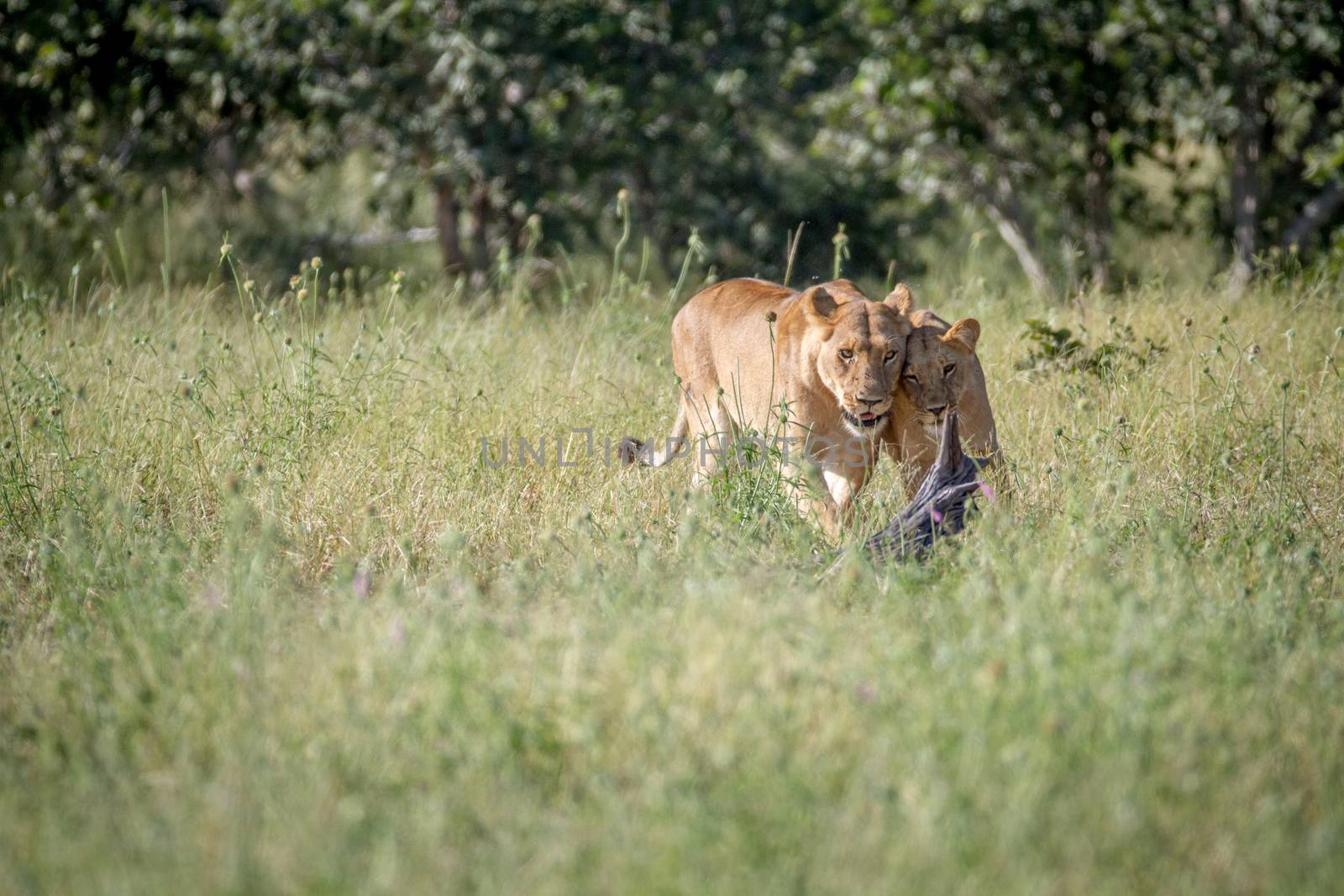 Two Lions bonding in the grass in the Chobe National Park, Botswana.