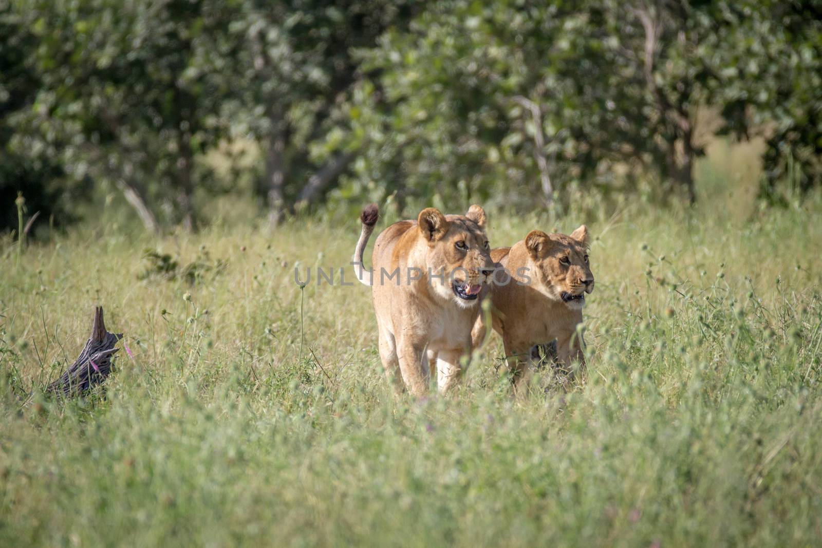 Two Lions bonding in the grass. by Simoneemanphotography