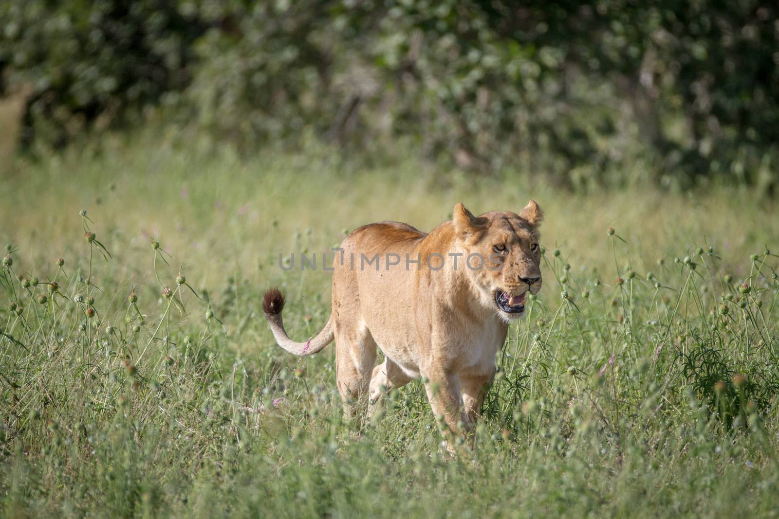 Lion walking in the high grass. by Simoneemanphotography