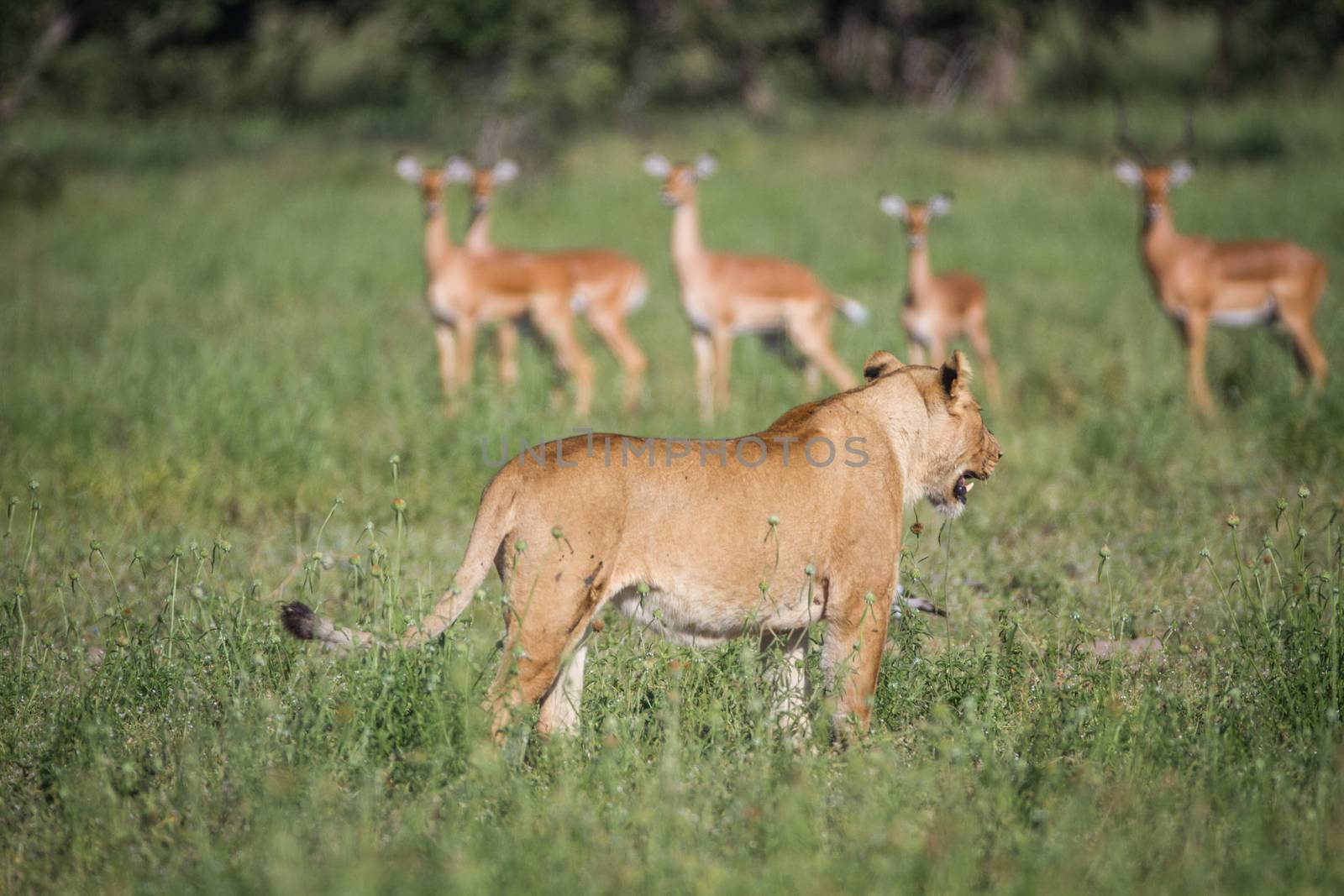 Lion walking in front of a herd of Impalas. by Simoneemanphotography